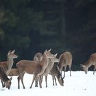 Kahlwild bei Eis und Schnee