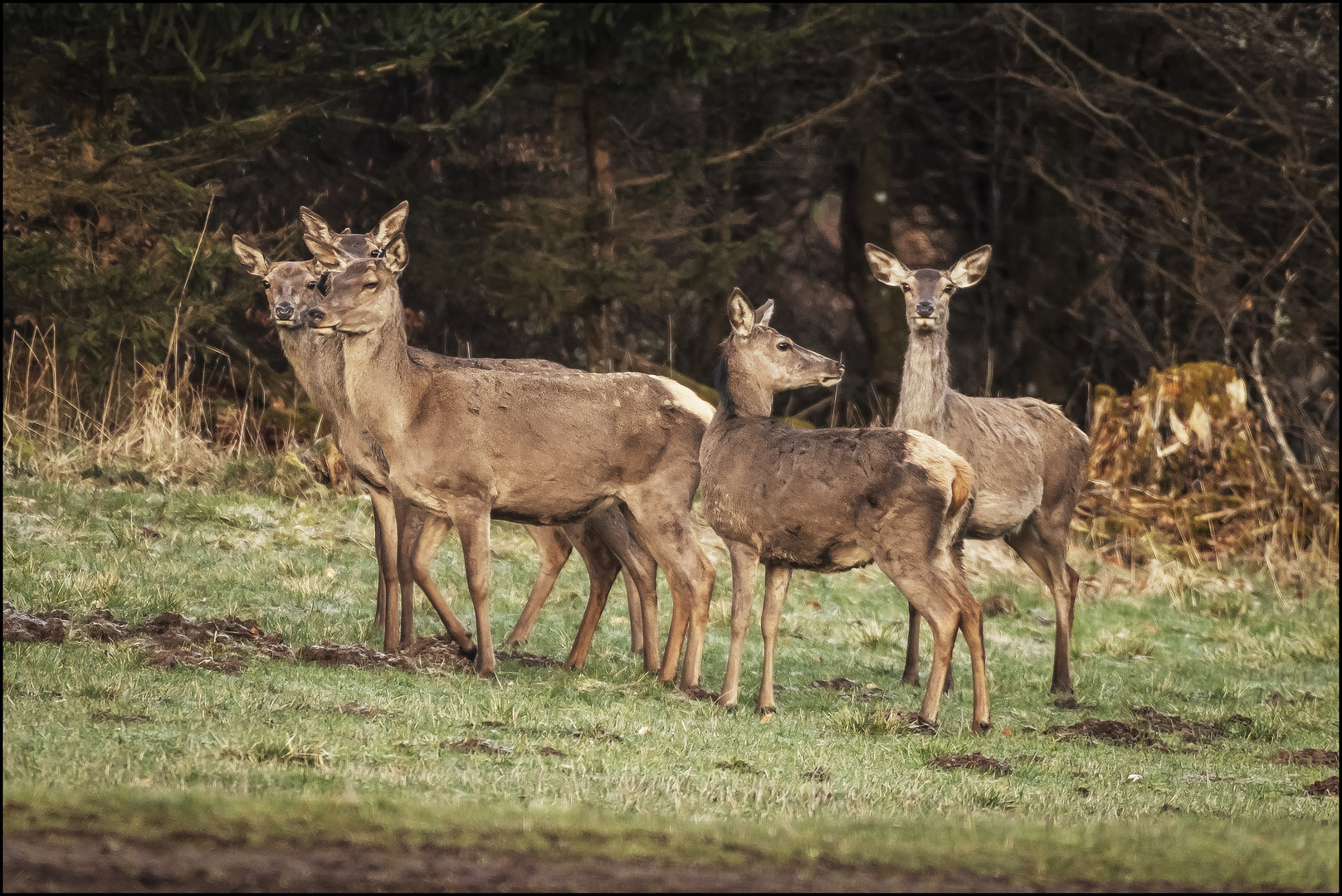 Kahlwild beim Frühstück