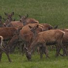 Kahlwild im Starkregen