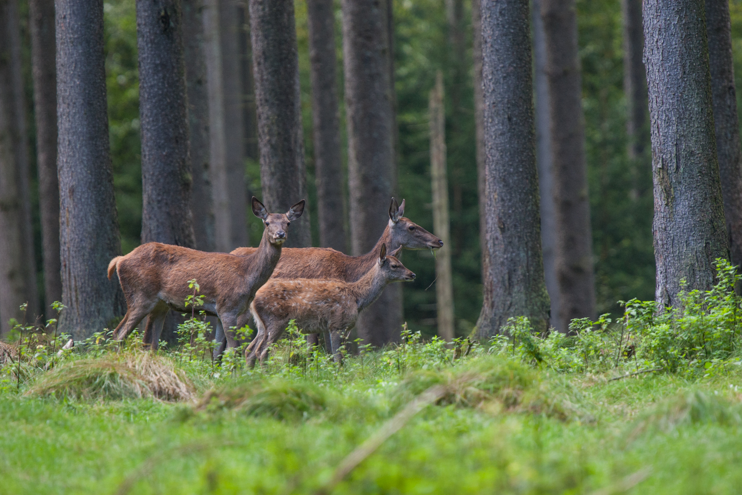 Kahlwild im Wald