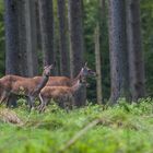 Kahlwild im Wald