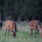 Kahlwild kurz vor der Brunft