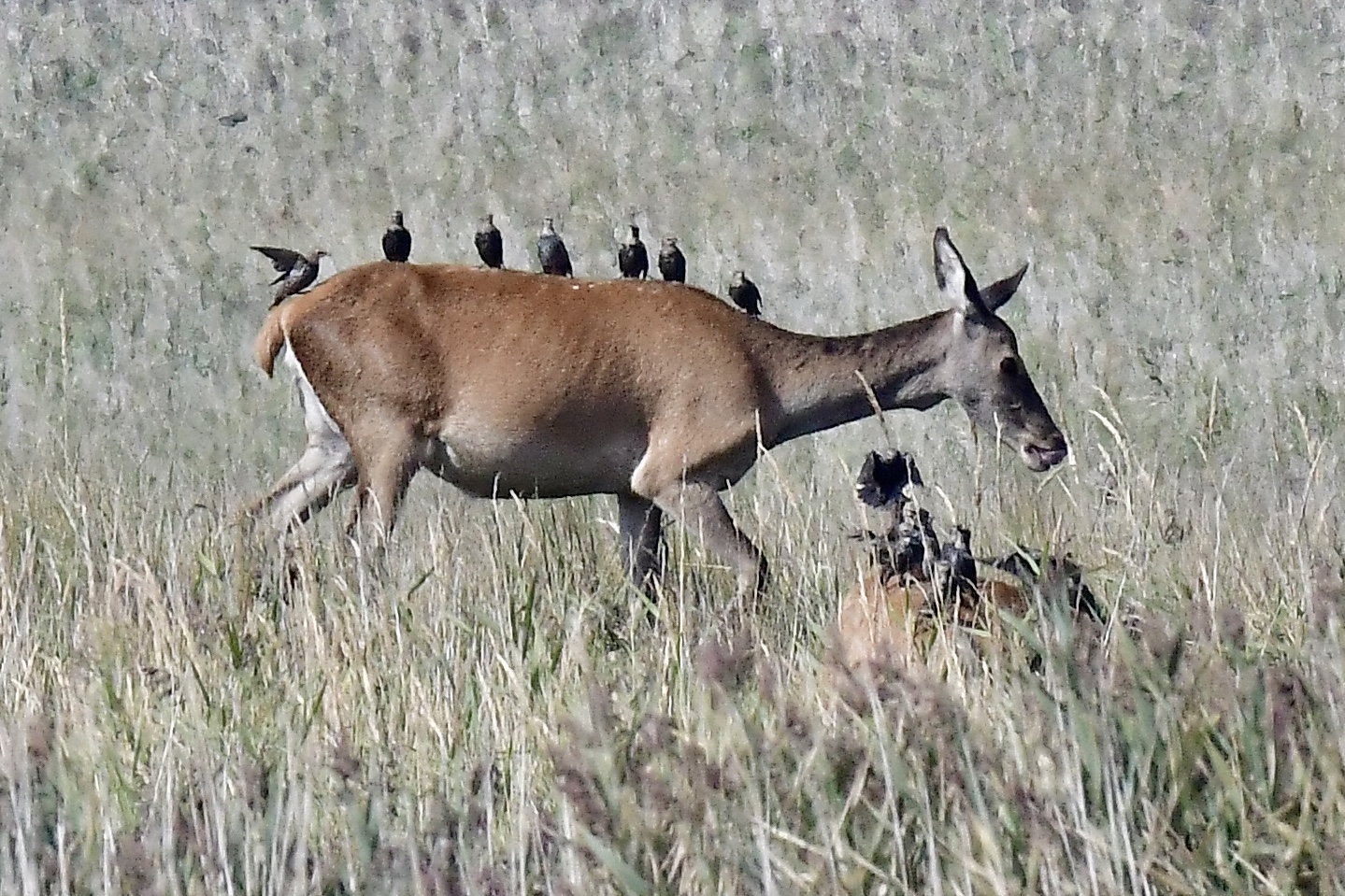 Kahlwild mit Gästen