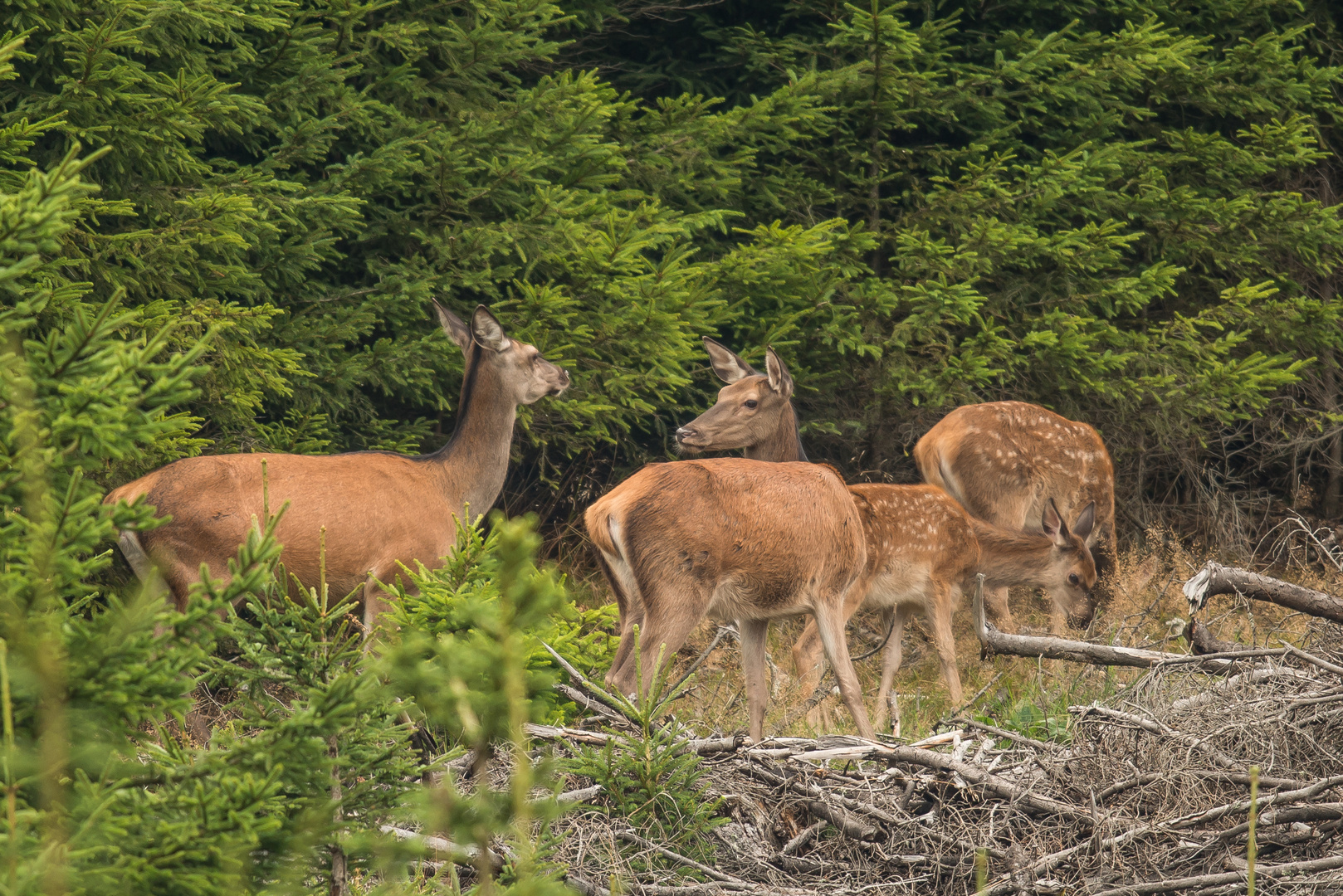 Kahlwild mit Nachwuchs