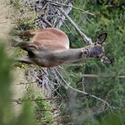 Kahlwild schaut neugierig 