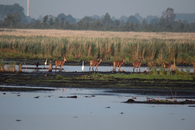 Kahlwild zieht durch den Polder