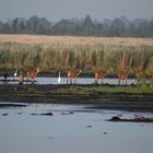 Kahlwild zieht durch den Polder