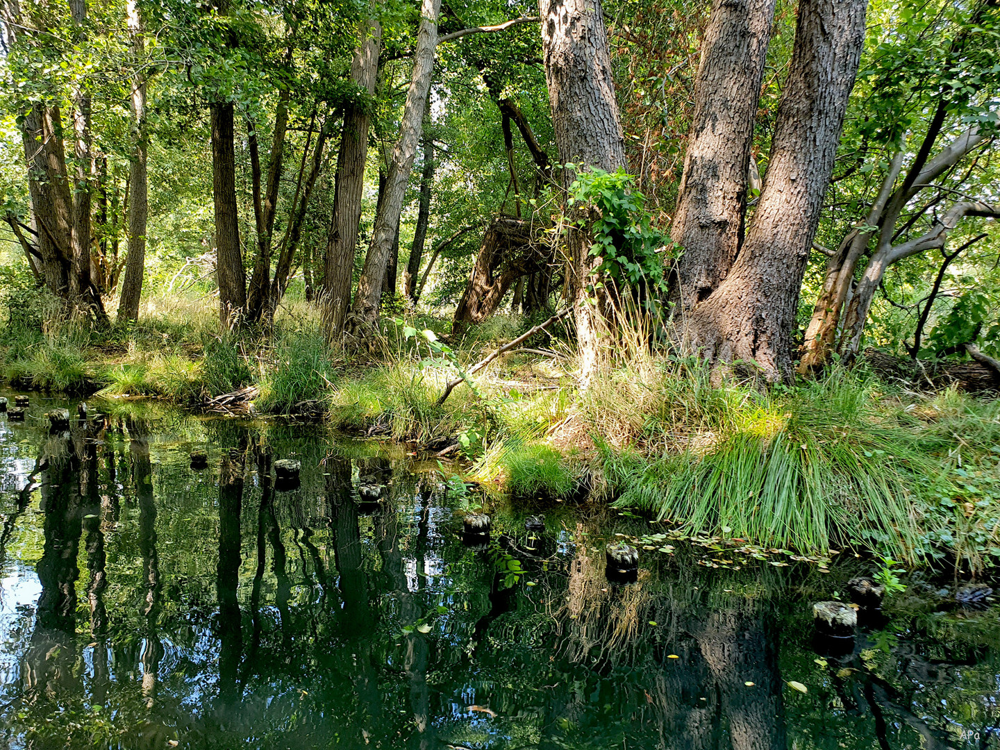 Kahnfahrt im Spreewald