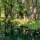 Kahnfahrt im Spreewald