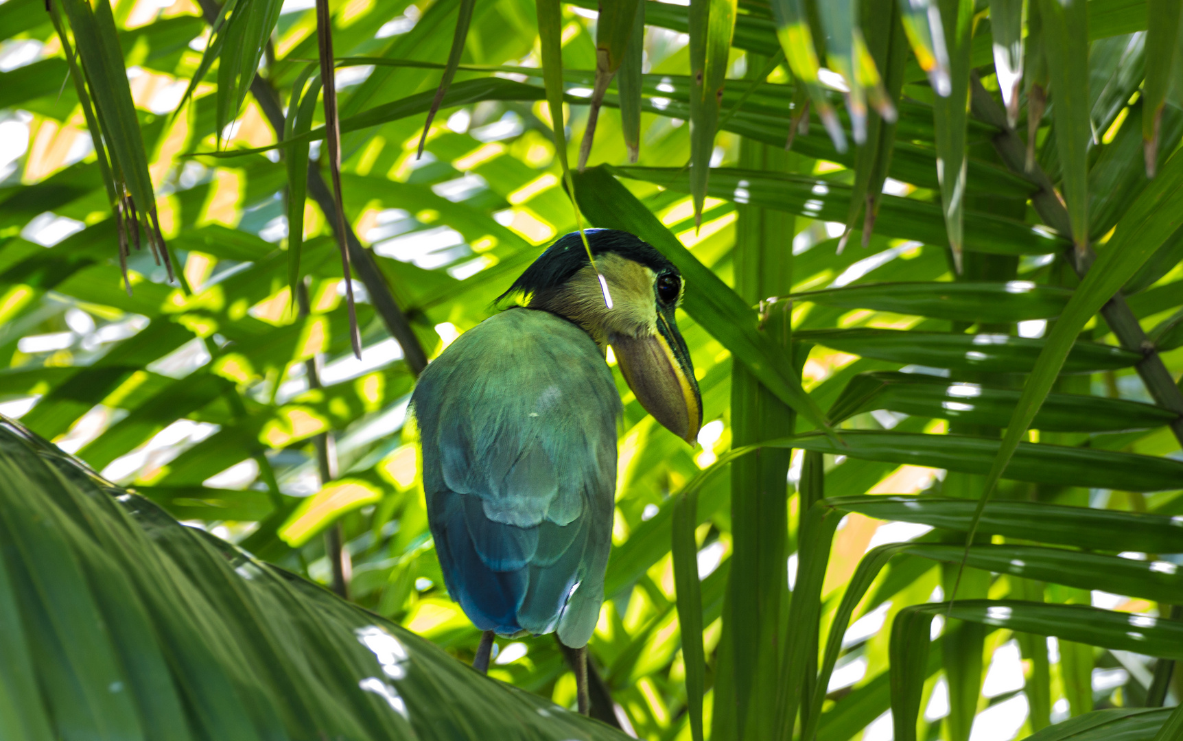 Kahnschnabel in den Mangroven in Costa Rica