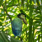 Kahnschnabel in den Mangroven in Costa Rica