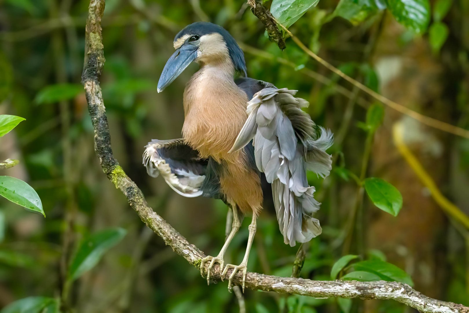 Kahnschnabelreiher / Boat-billed heron