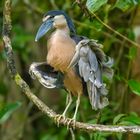 Kahnschnabelreiher / Boat-billed heron