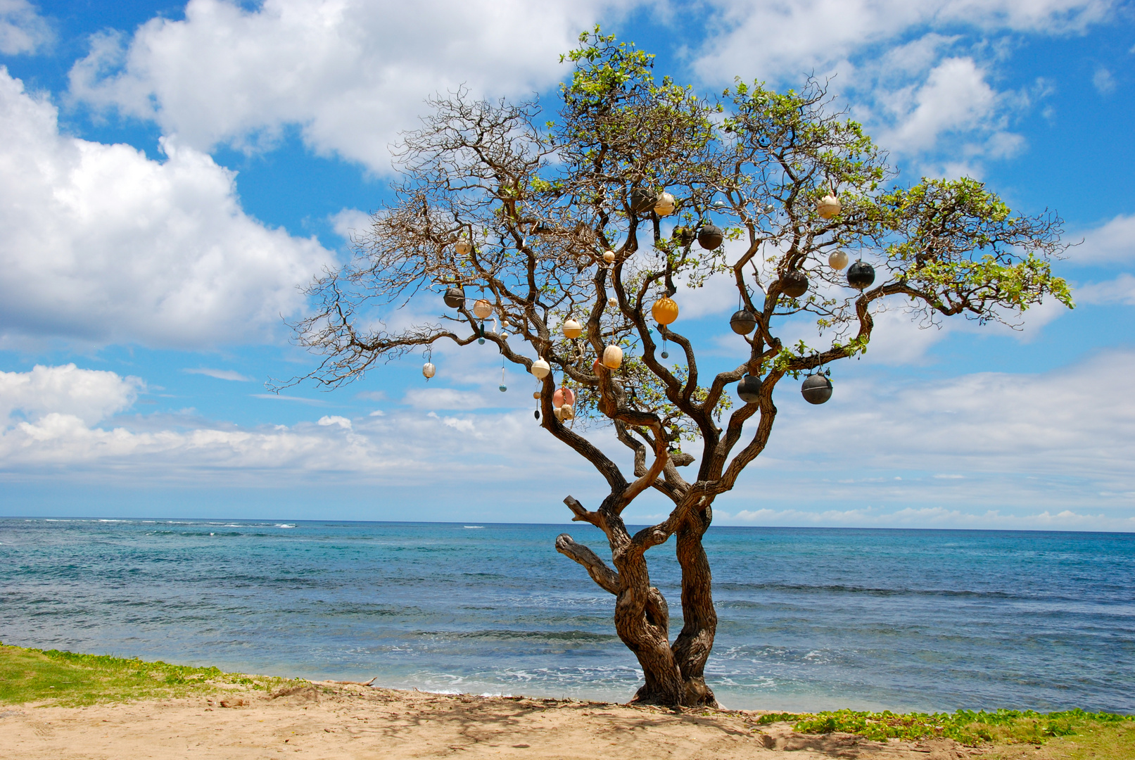 Kahuku, Ohau