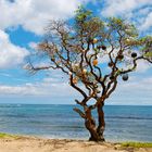 Kahuku, Ohau