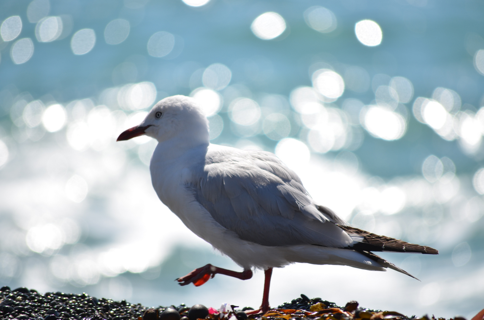 Kaikoura Möve