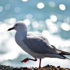 Kaikoura Möve