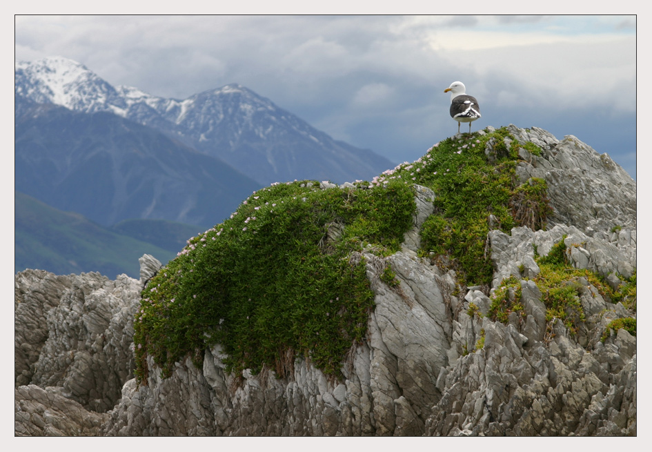 Kaikoura - New Zealand