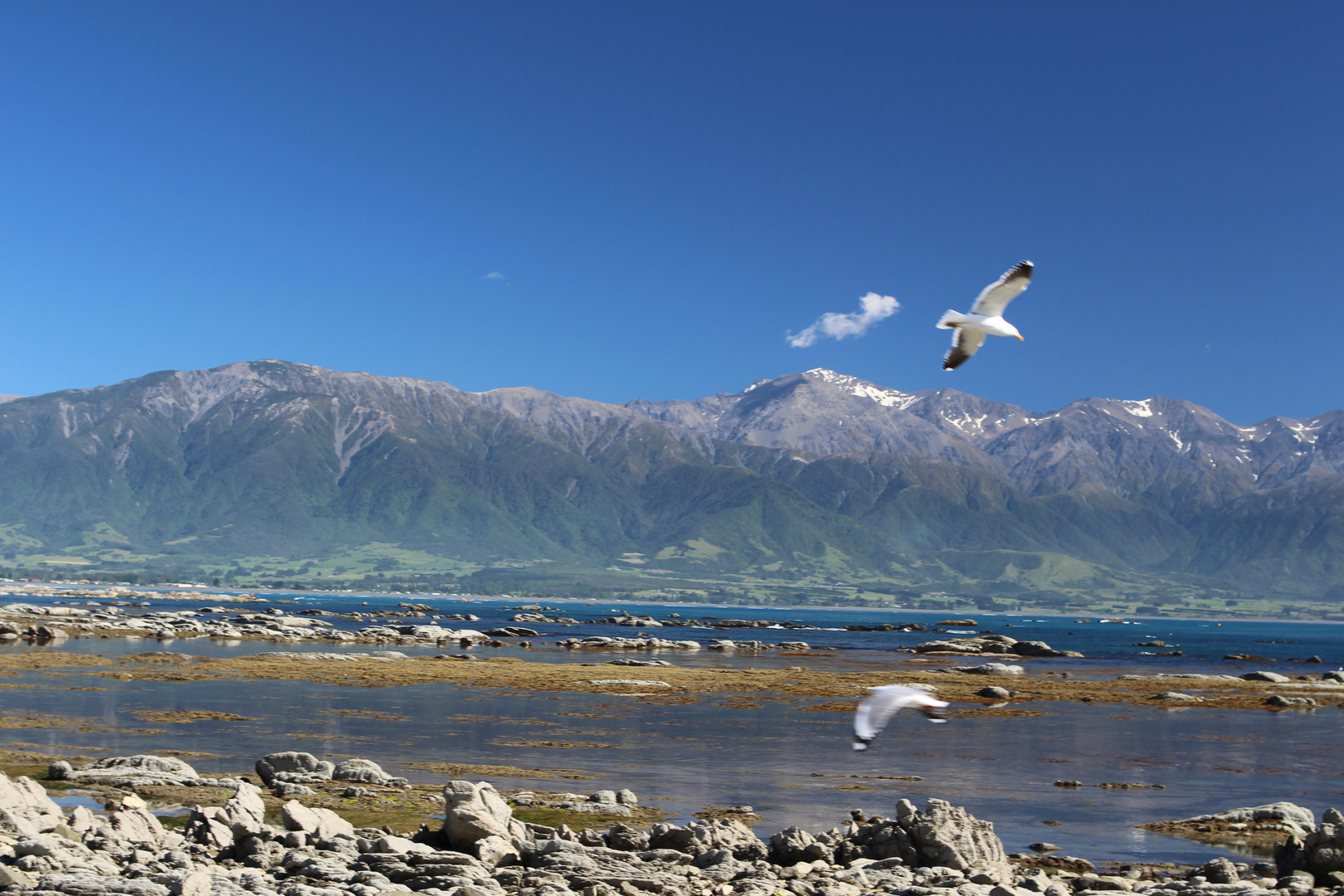 Kaikoura, NZ Foto & Bild world Bilder auf
