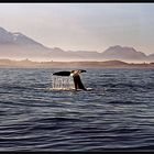 Kaikoura Whale