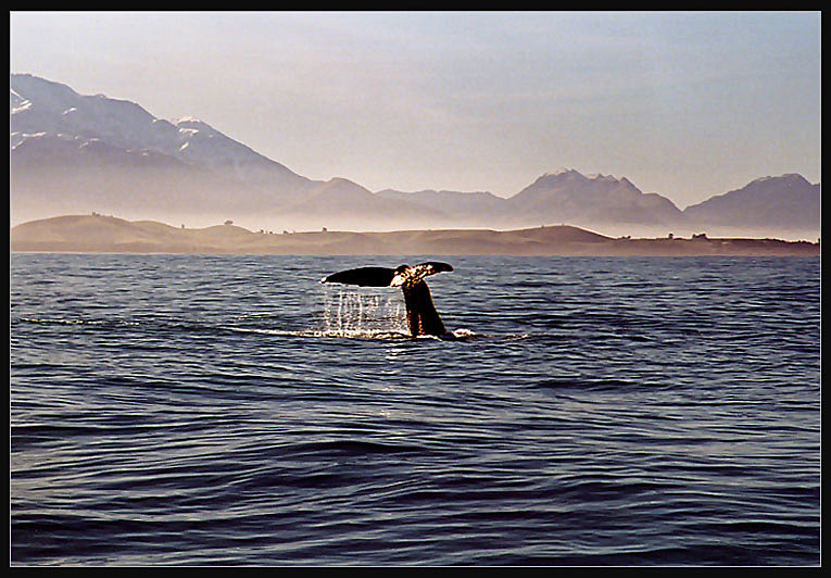 Kaikoura Whale