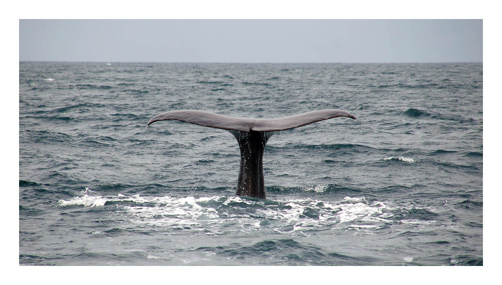 Kaikoura - Whale Watching