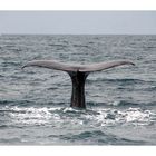 Kaikoura - Whale Watching
