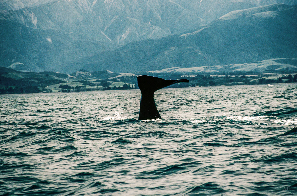 Kaikoura Whale Watching