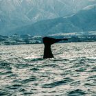 Kaikoura Whale Watching