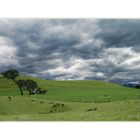 kaikoura.peninsula