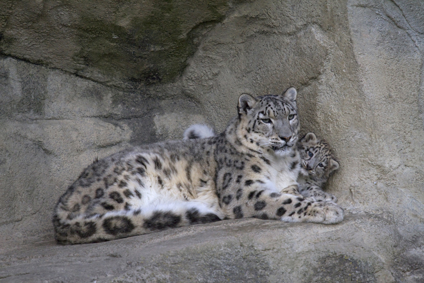 Kailash das Schneeleopardenbaby vom Zoo Zürich