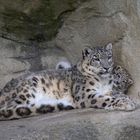 Kailash das Schneeleopardenbaby vom Zoo Zürich