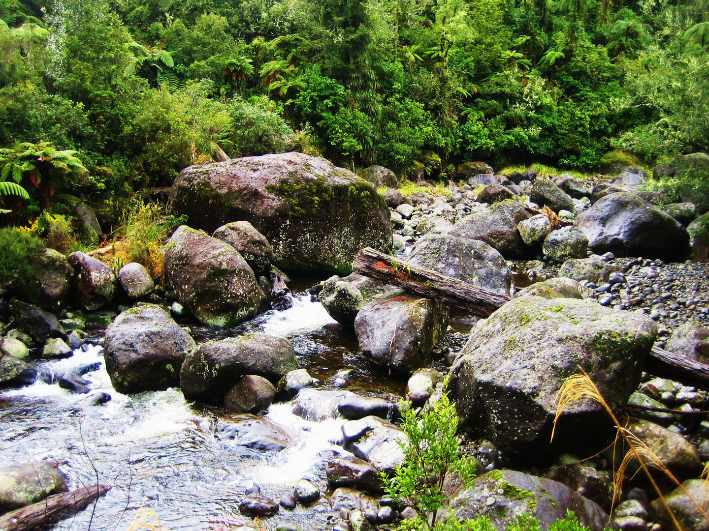 Kaimai Mamaku Forest