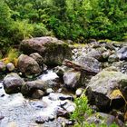 Kaimai Mamaku Forest