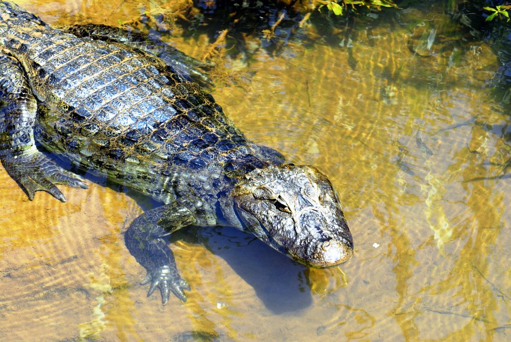 Kaiman am Rio Iguazu