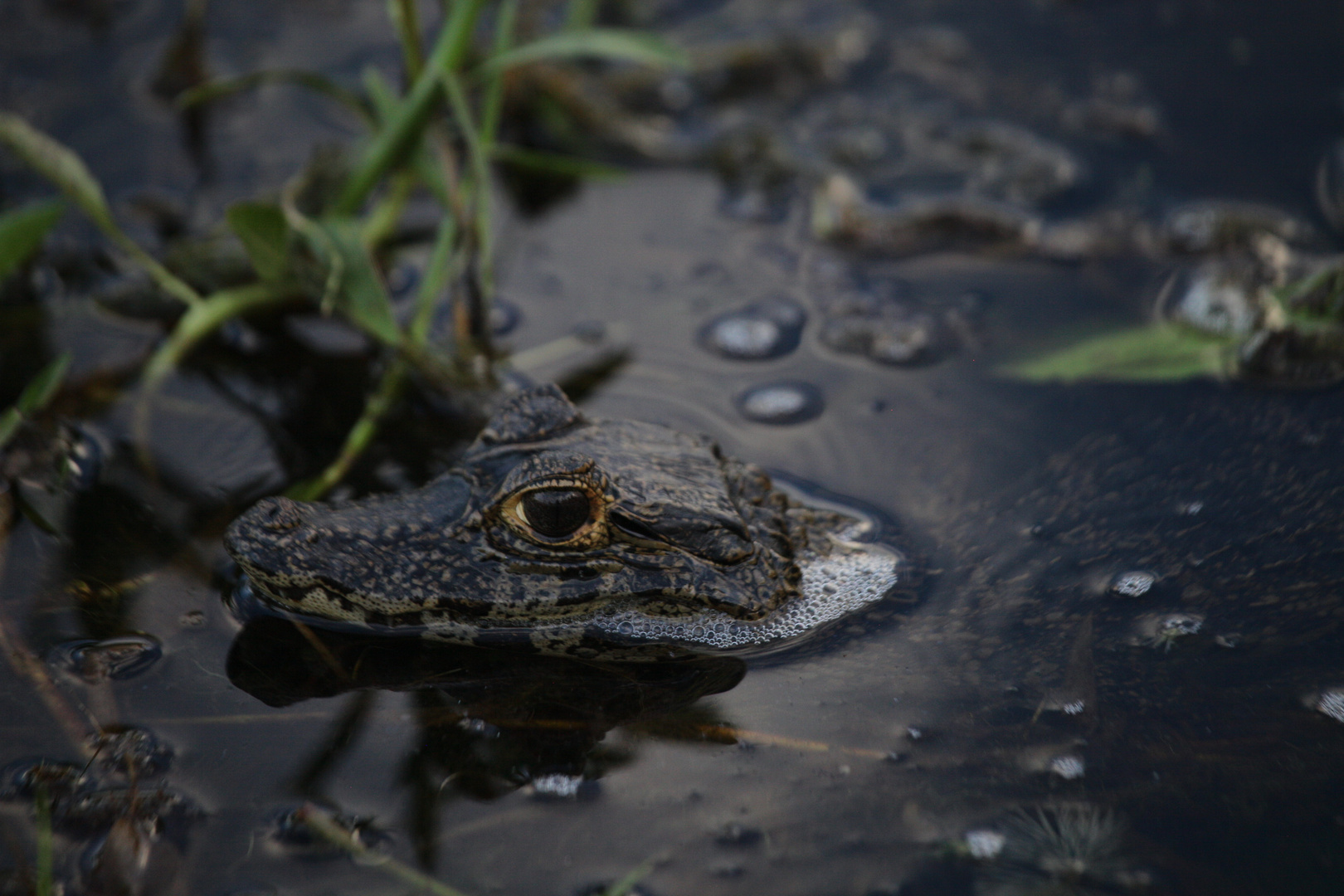 Kaiman, Caiman crocodilus