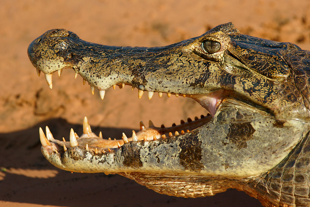Kaiman (Caiman crocodylus) Foto & Bild tiere, wildlife, amphibien