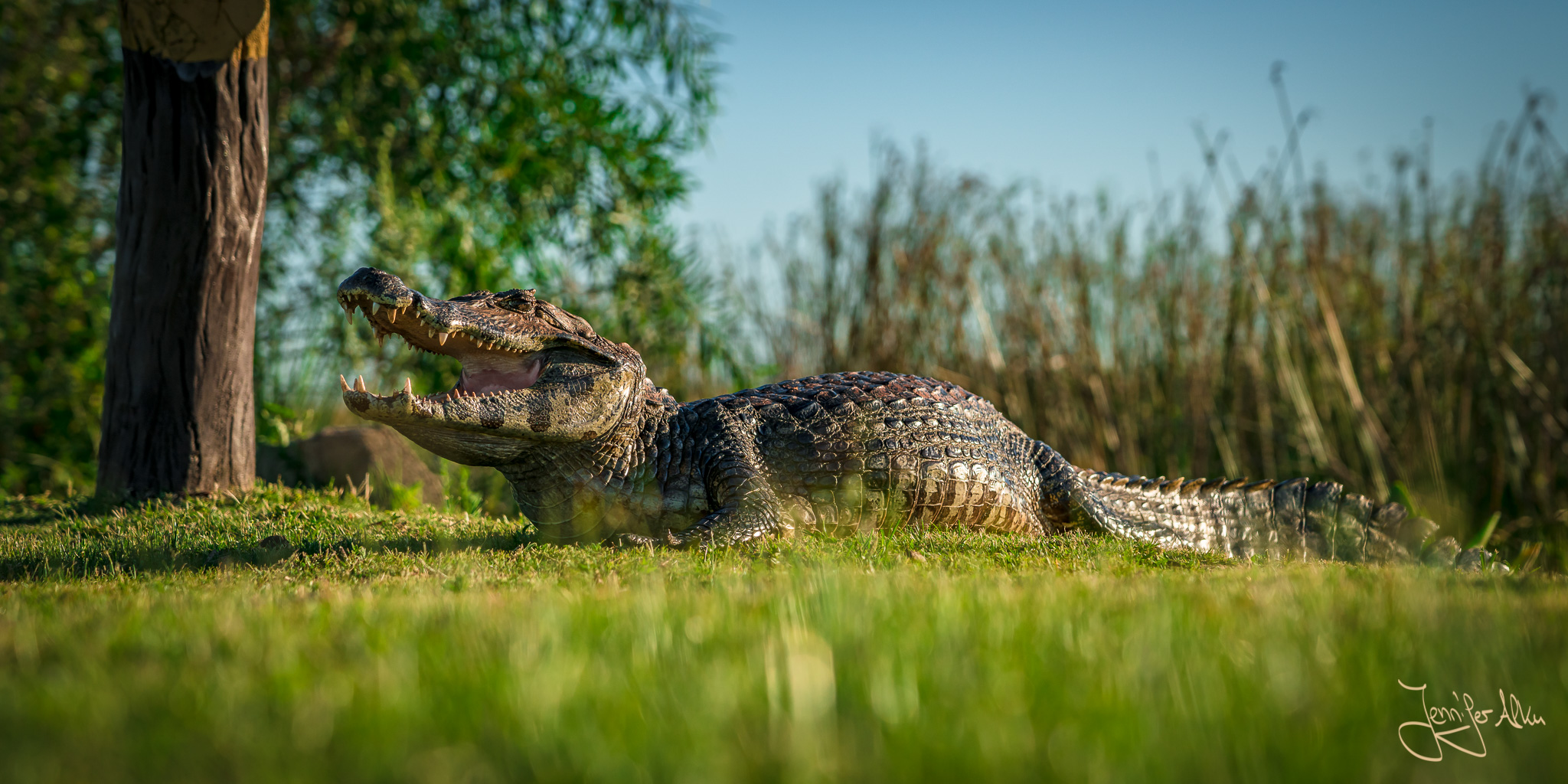 Kaiman im Nationalpark Esteros del Iberá in Argentinien