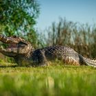 Kaiman im Nationalpark Esteros del Iberá in Argentinien