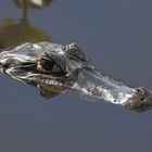 Kaiman im Pantanal-Brasilien