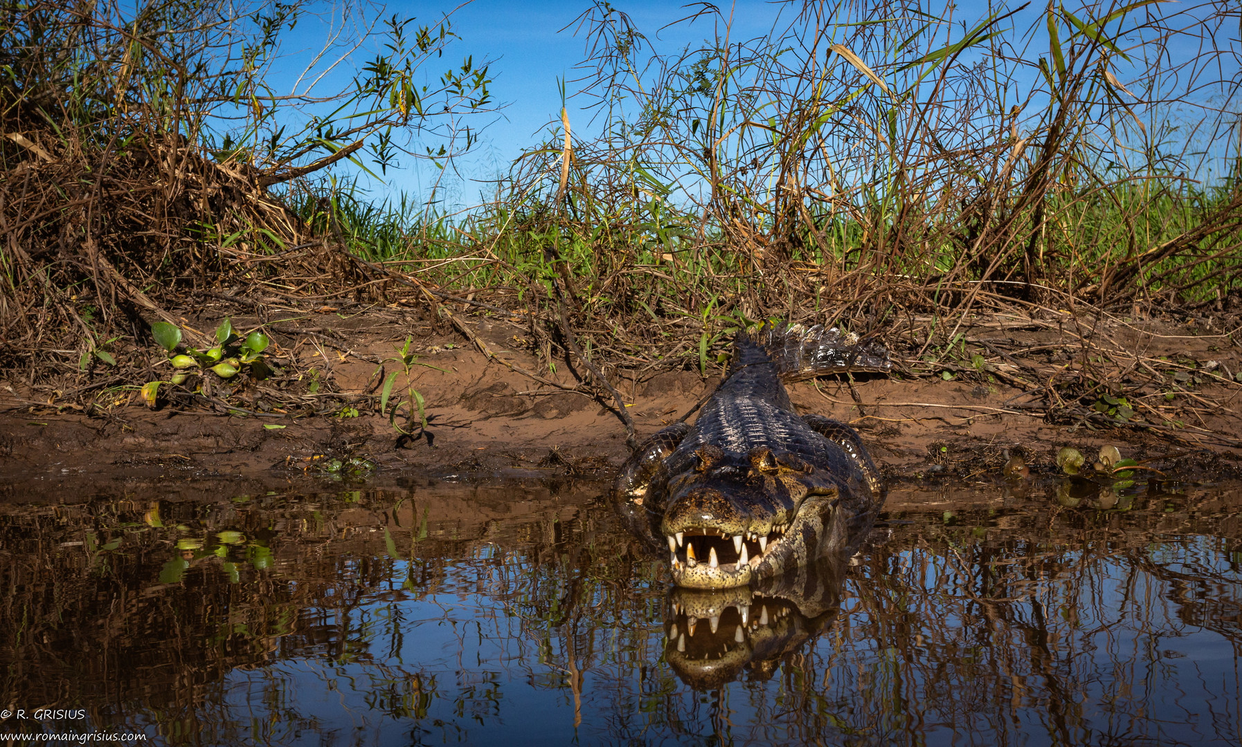 Kaiman im Pantanalgebiet, Brasilien