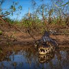 Kaiman im Pantanalgebiet, Brasilien