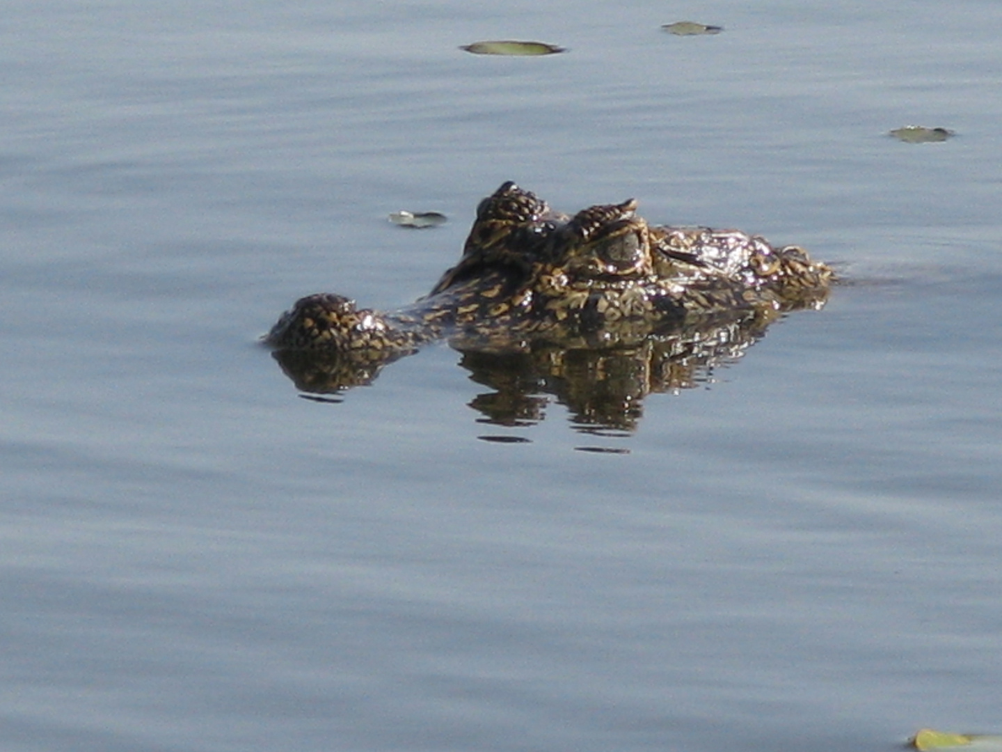 Kaiman im Wasser