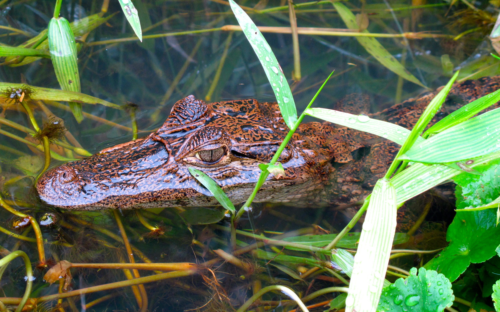 Kaiman in Tortuguero