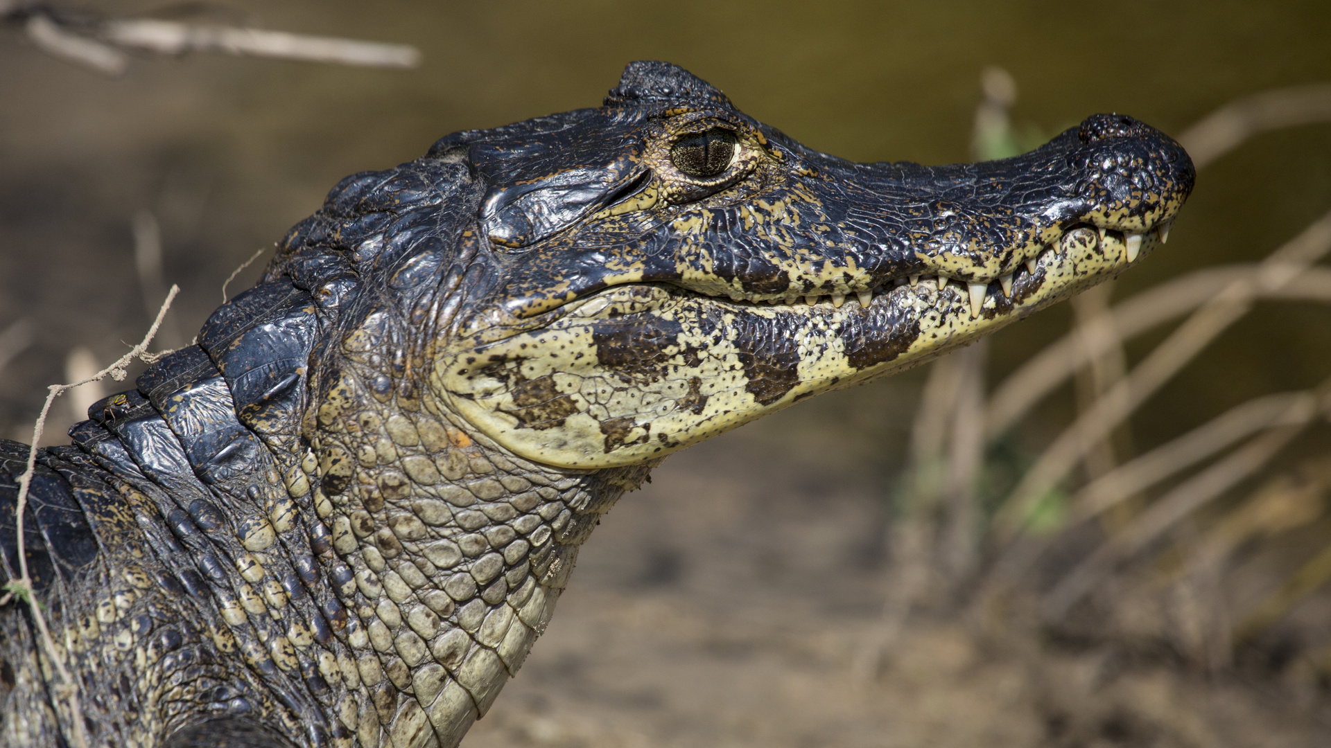 Kaiman Pantanal Brasilien