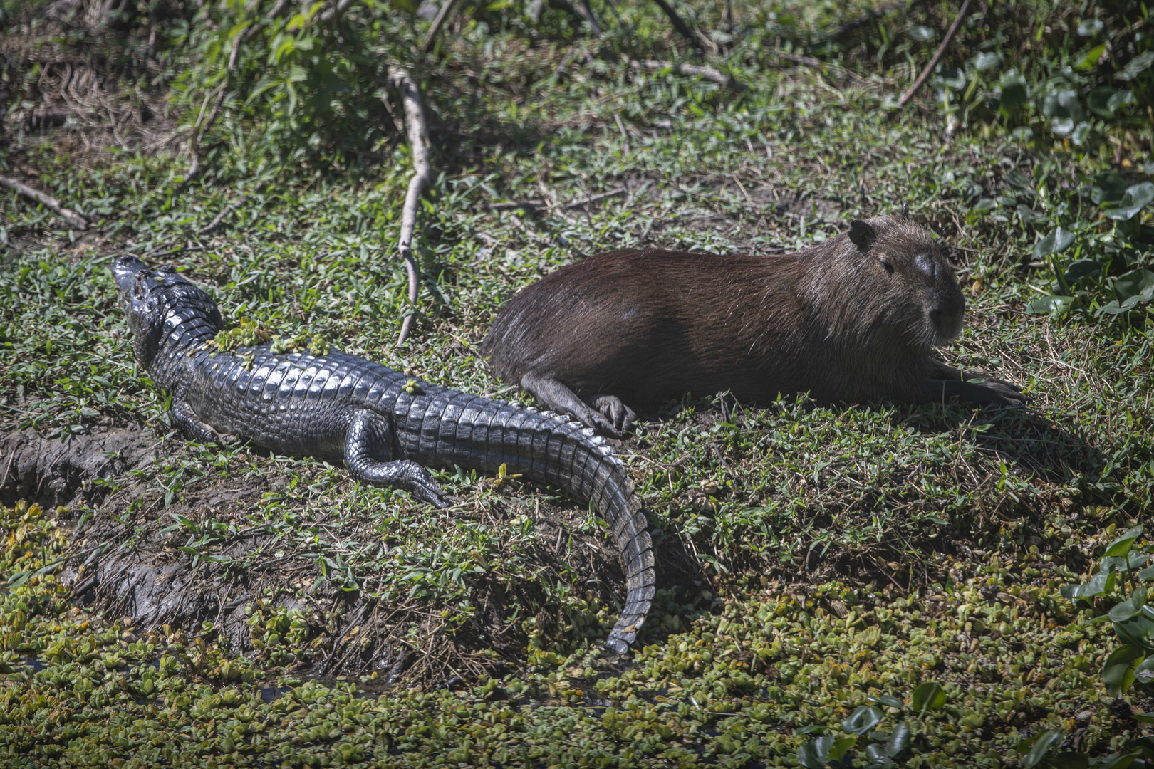 Kaiman und Wasserschwein