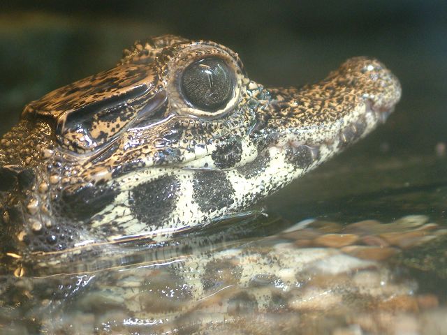 Kaiman Zoo Leipzig