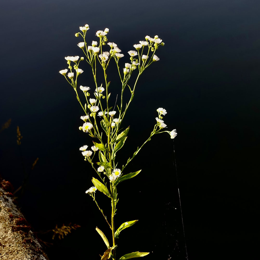 Kaimauerblümchen