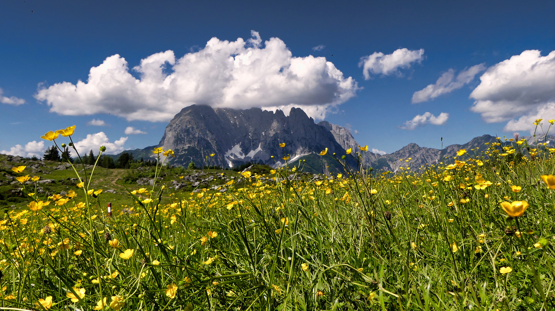 Kaiser im Frühling