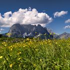 Kaiser im Frühling